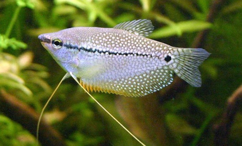 гурами — жемчужный гурами — жемчужный