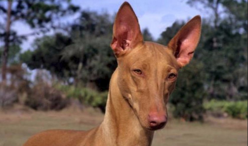 Фараонова собака