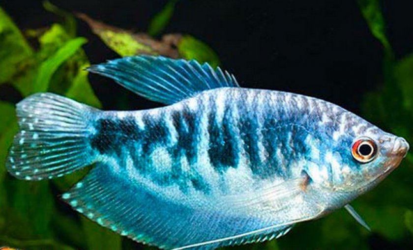 мраморный гурами мраморный гурами