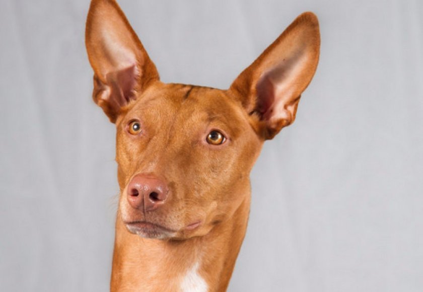 Фараонова собака