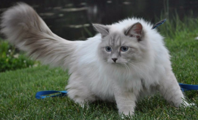 невские маскарадные кошки невские маскарадные кошки