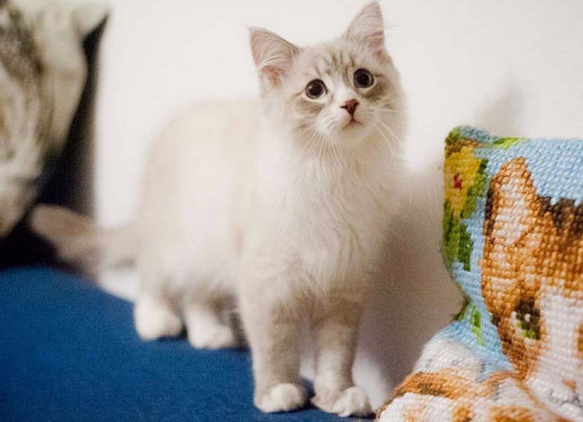 невские маскарадные кошки невские маскарадные кошки