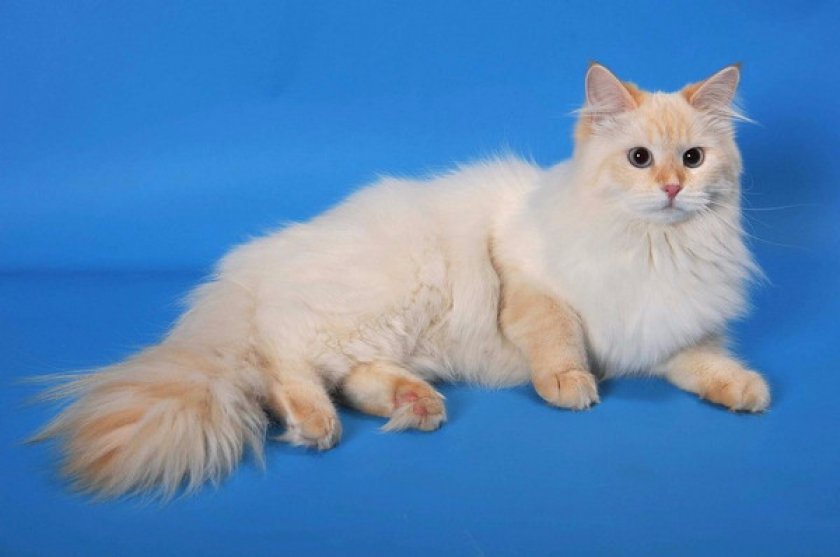 невские маскарадные кошки невские маскарадные кошки