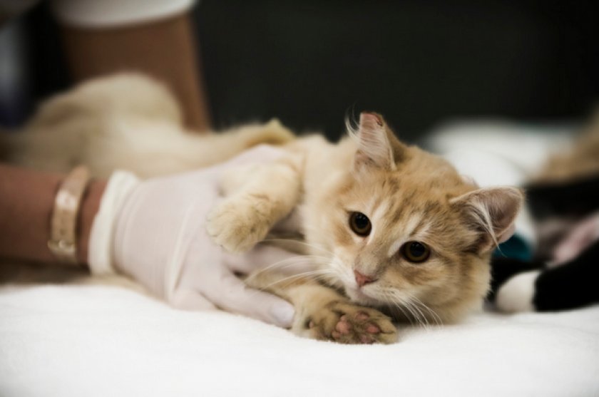 «Золетил» «Золетил»