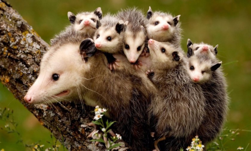 Самка опоссума с малышами Самка опоссума с малышами