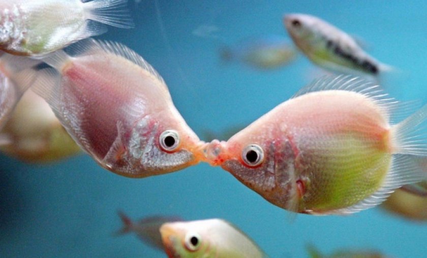 целующийся гурами целующийся гурами