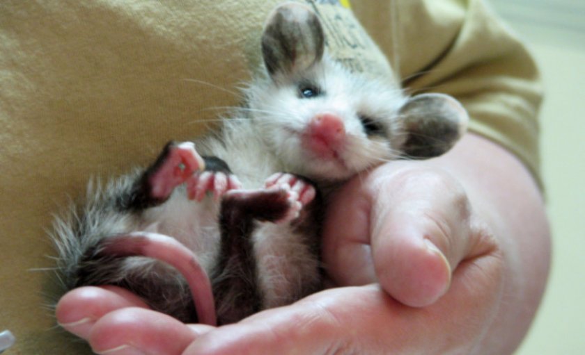 Опоссум Опоссум