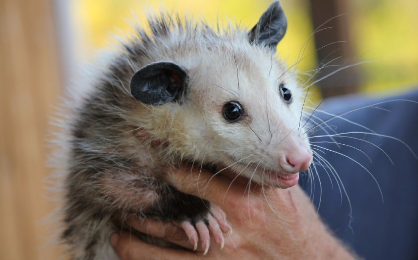 Опоссум Опоссум