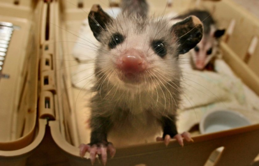 Малыши опоссума Малыши опоссума