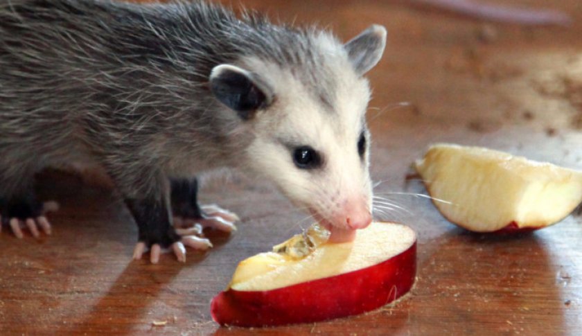 Опоссум ест яблочко