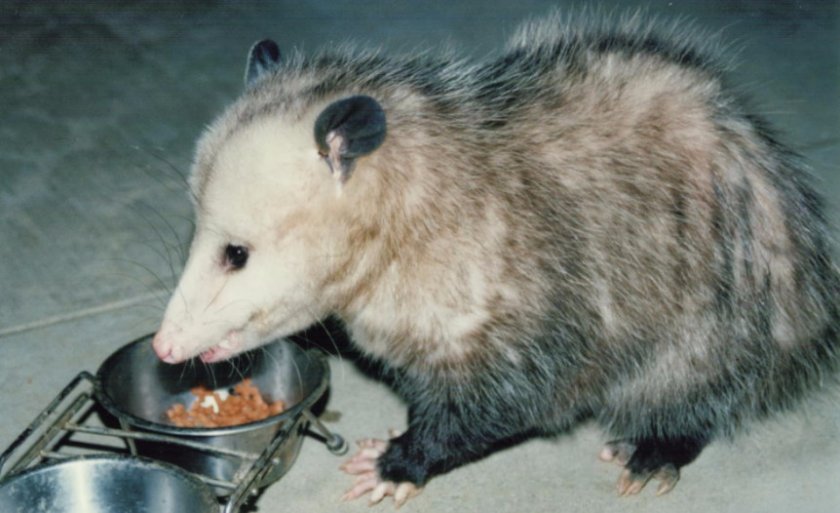 Кормление опоссума Кормление опоссума