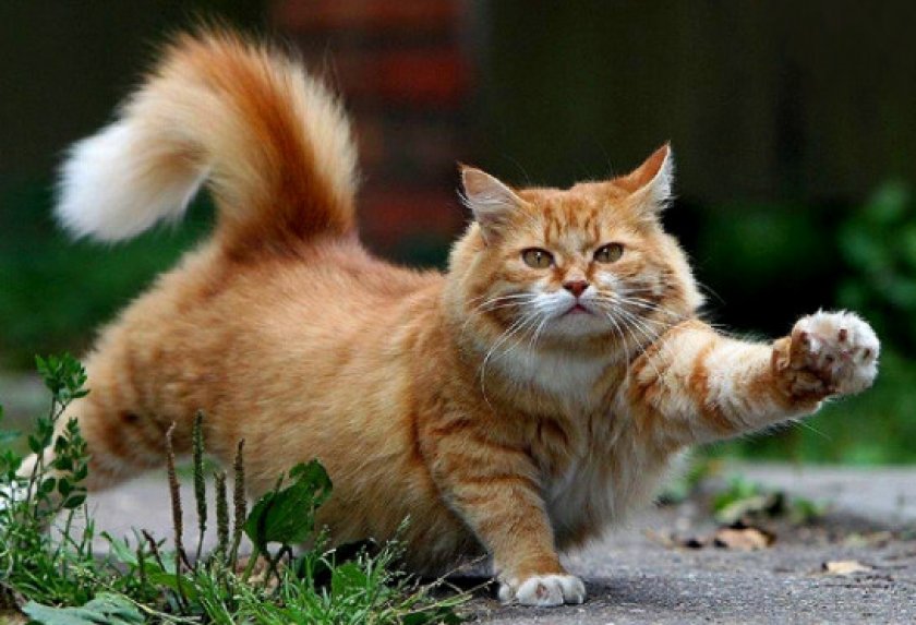 «Травматин» «Травматин»