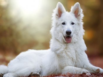 Дружелюбие для детей, бдительность для врагов: знакомство с белой швейцарской овчаркой