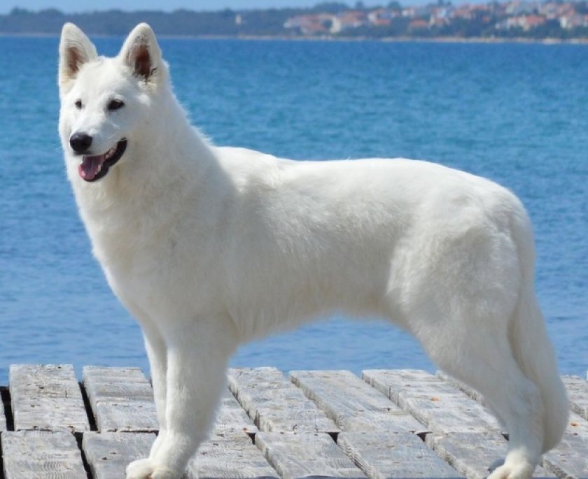 швейцарская овчарка