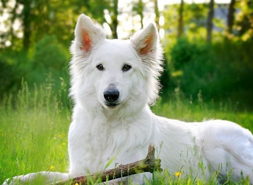 швейцарская овчарка