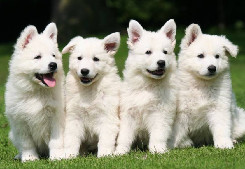 швейцарская овчарка