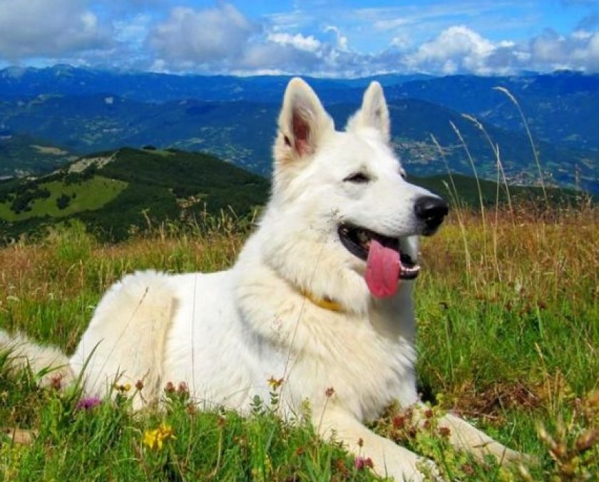 швейцарская овчарка
