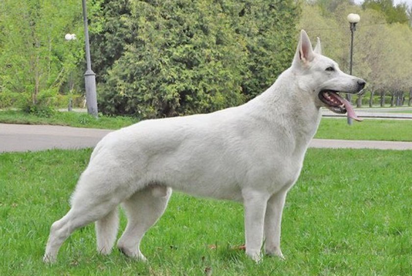 швейцарская овчарка