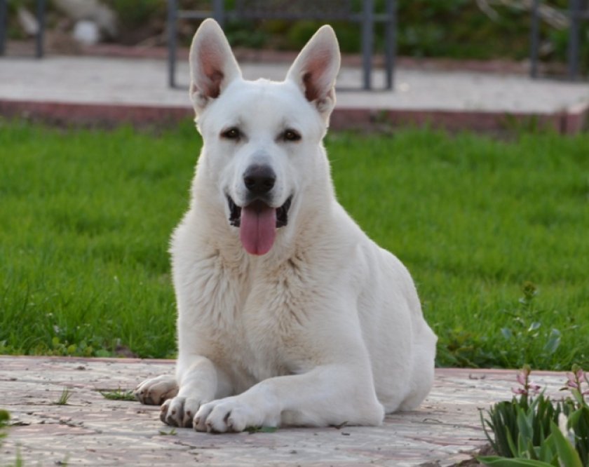 швейцарская овчарка