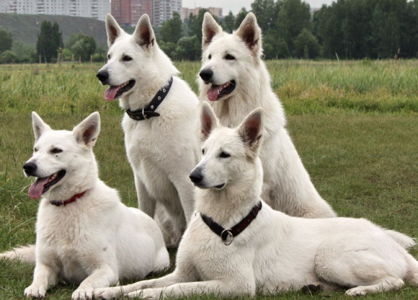 швейцарская овчарка