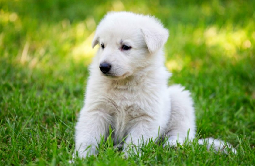 швейцарская овчарка