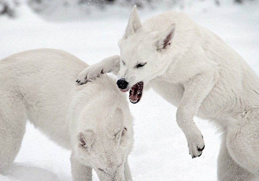 швейцарская овчарка