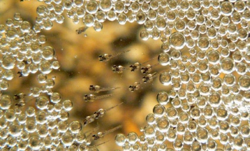 мальки мальки