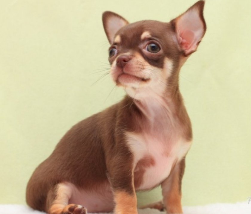 чихуахуа