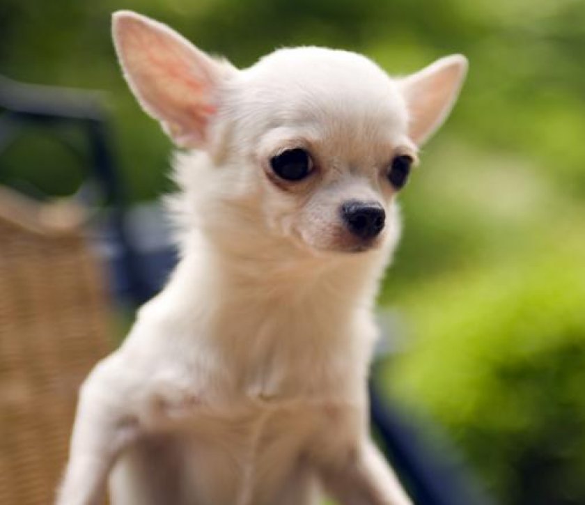 чихуахуа