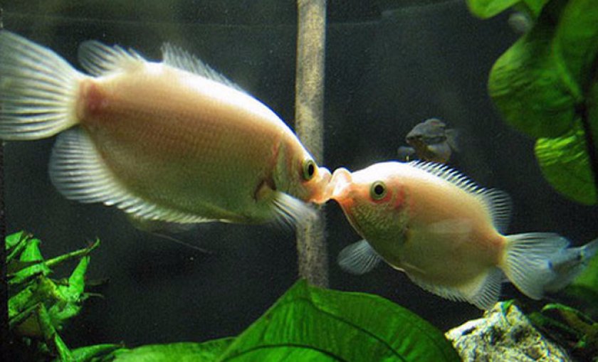 гурами гурами