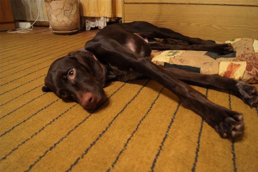 энтерит у собак