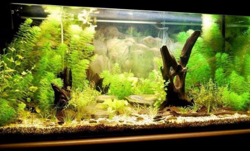 подготовка аквариума подготовка аквариума