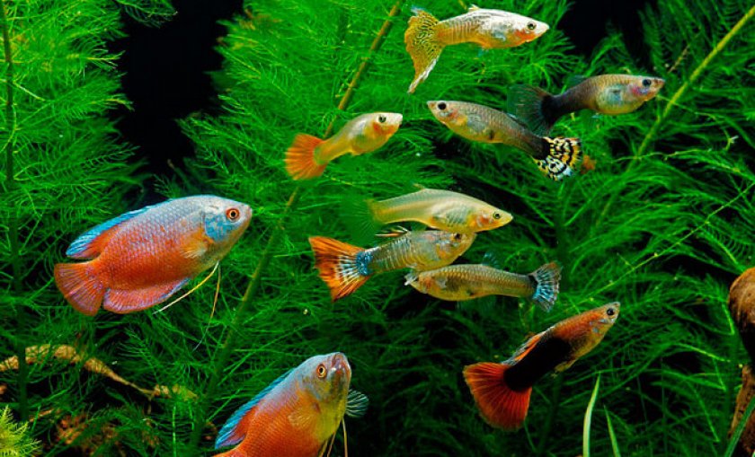 гурами и гуппи гурами и гуппи