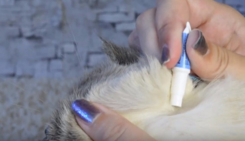 Профендер Профендер