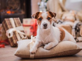 Порода собаки из фильма «Маска»: стоит ли заводить Джек Рассел терьера