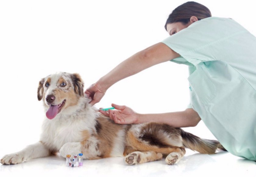 Раствор для инъекций «Флексопрофен» Раствор для инъекций «Флексопрофен»