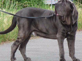 Отличный охранник из древнего Рима, особенности ухода за породой собак неаполитанский мастиф (мастино неаполитано)