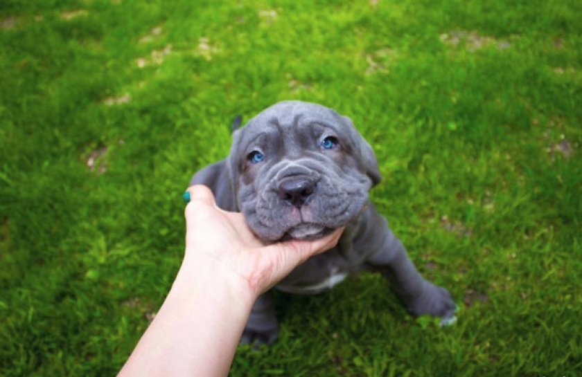 Грамотный выбор щенка