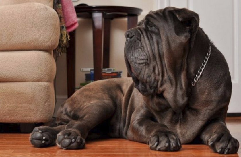 В квартирных условиях