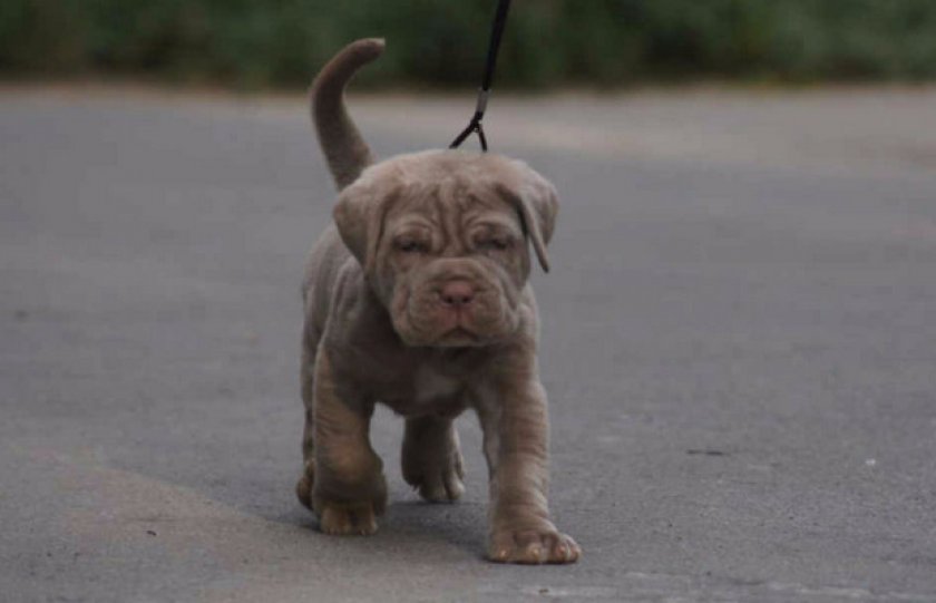 Дрессировка