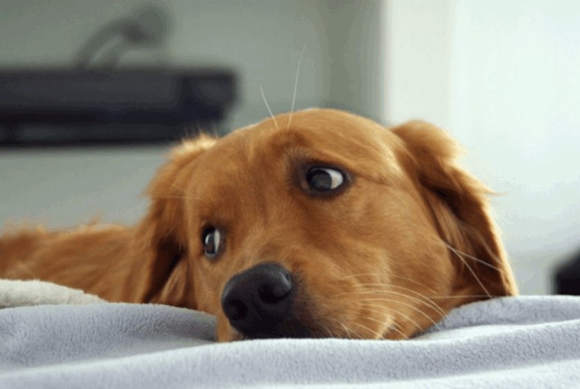 собака собака