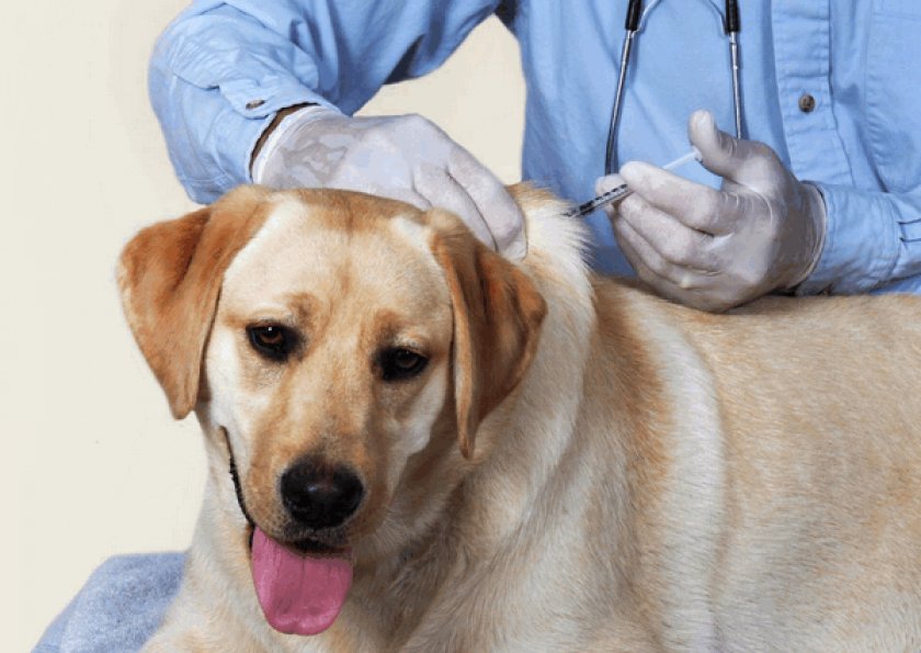 Прививка Прививка