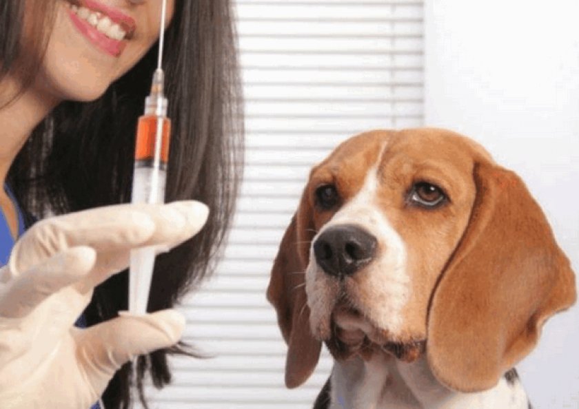 Делаем прививку Делаем прививку