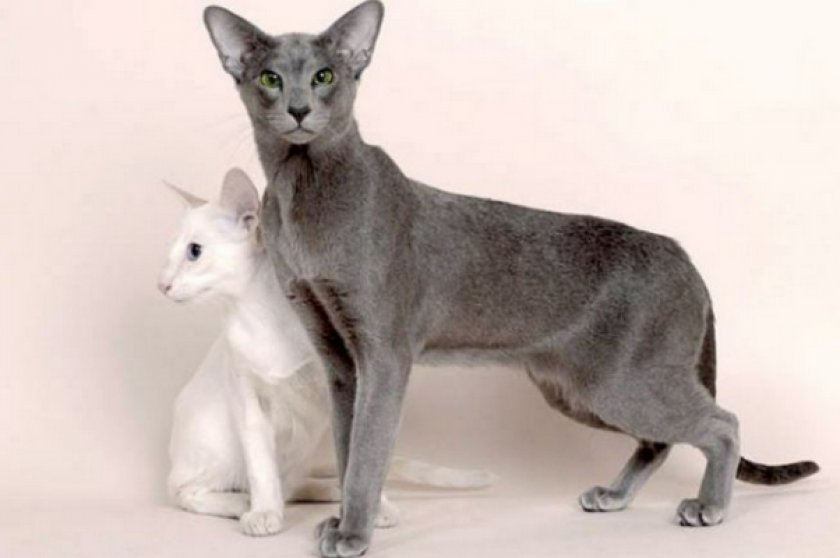 Окрас кошки породы ориентальная. Голубой ориентальный кот. Порода кошек Ориентал. Серый ориентальный кот. Ориентальная короткошерстная кошка.