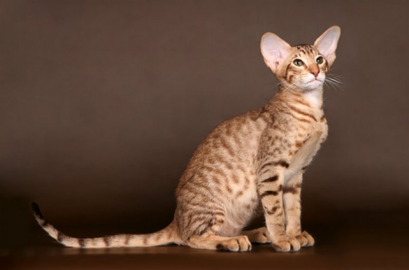 Ориентальная кошка