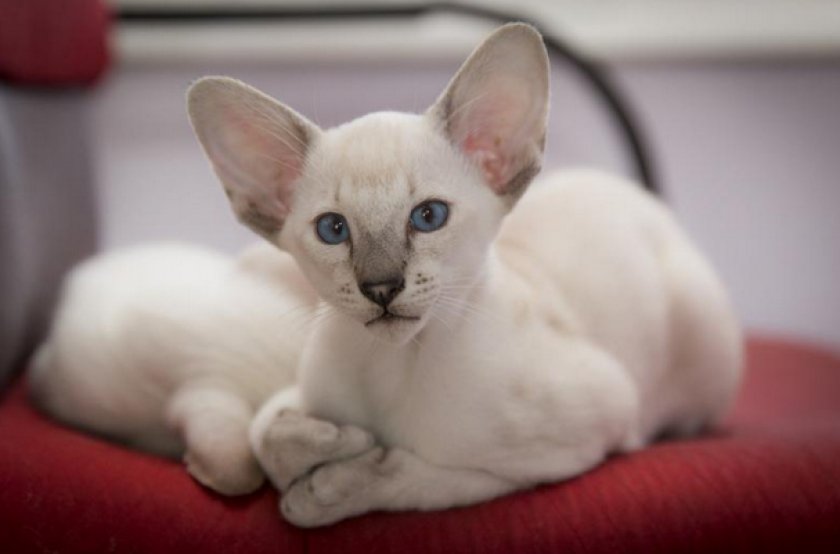 Ориентальная кошка