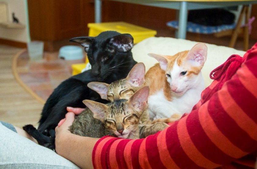 Ориентальная кошка