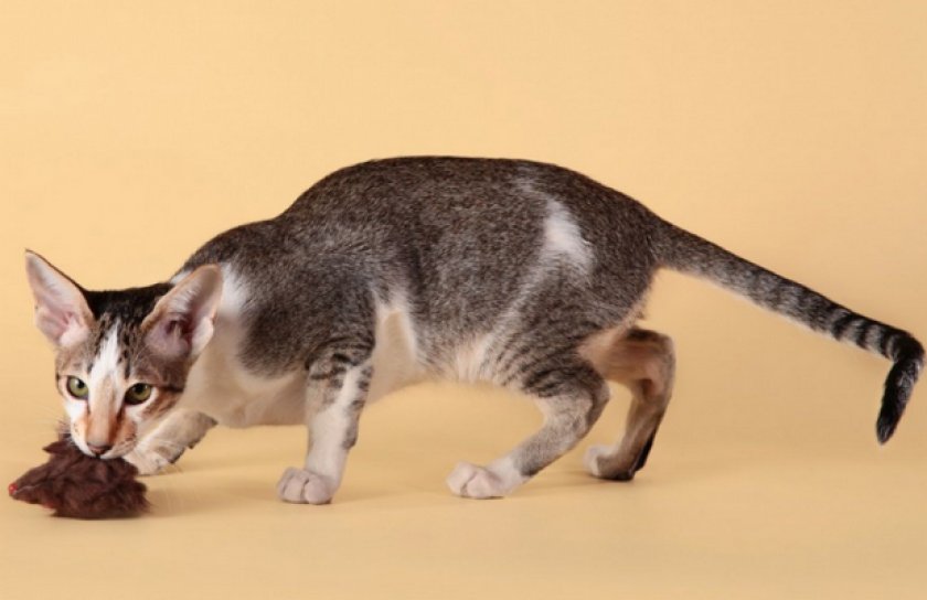 Ориентальная кошка