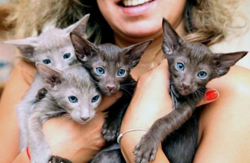 Котята