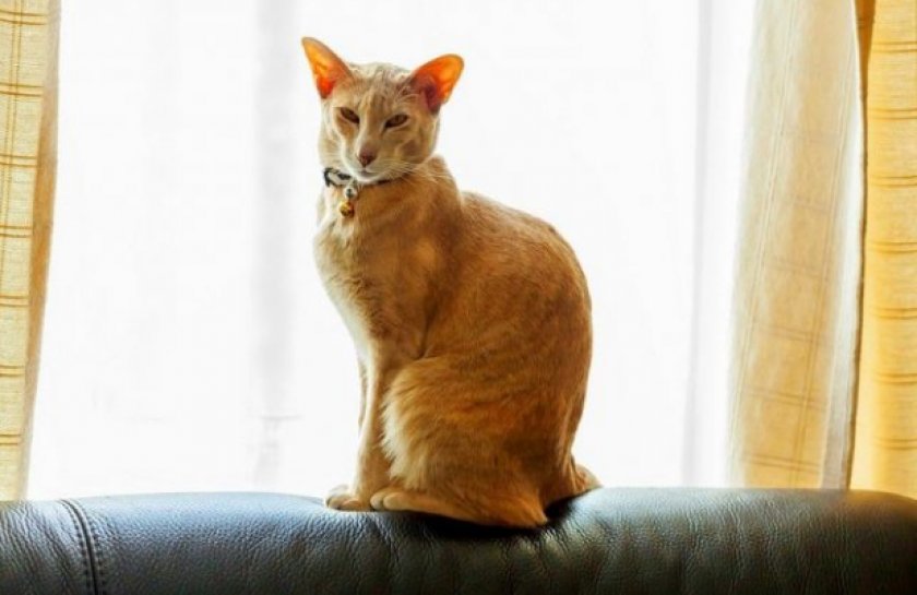 Ориентальная кошка